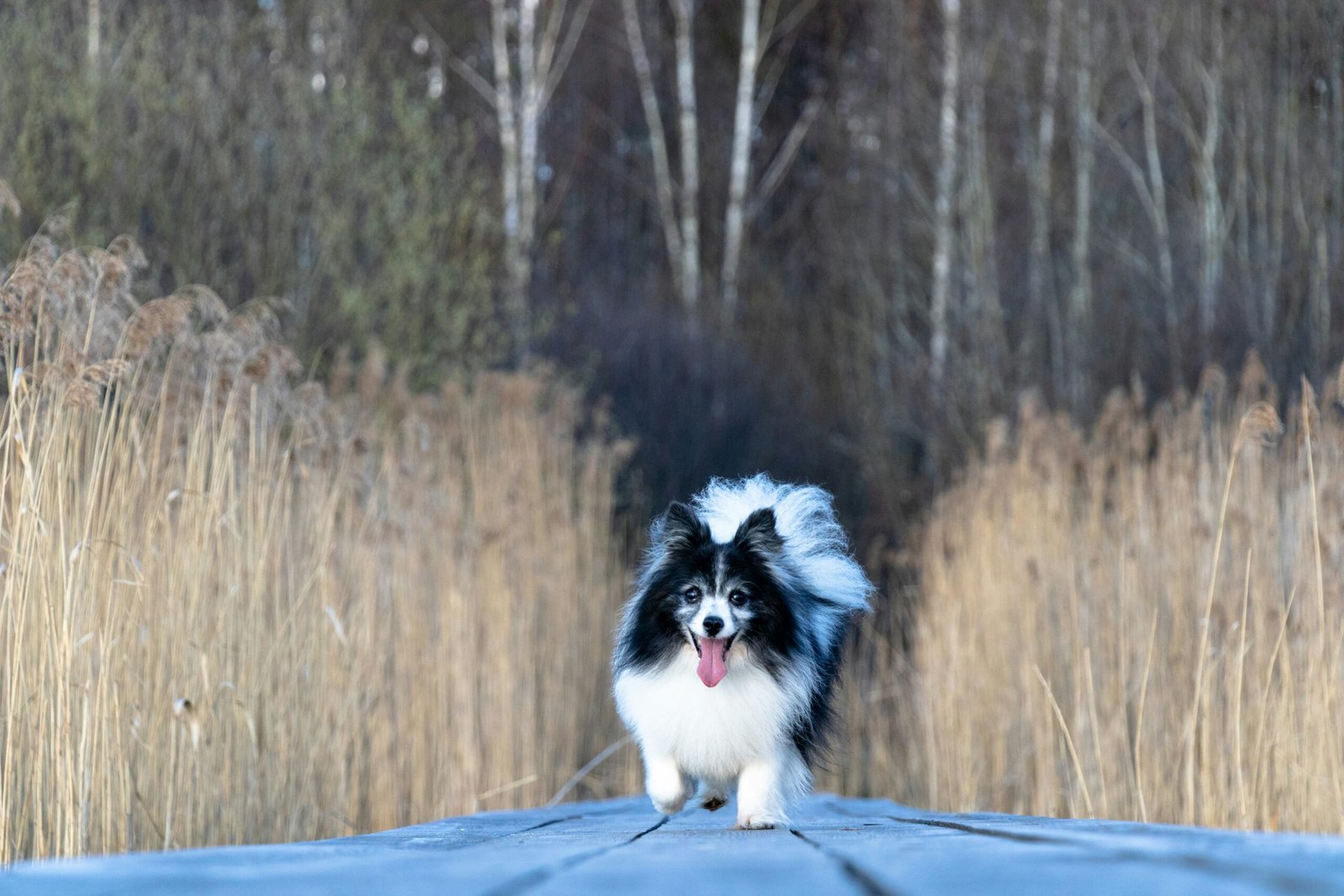 Read more about the article Best Dog Ramps for Senior Dogs (Top 6)