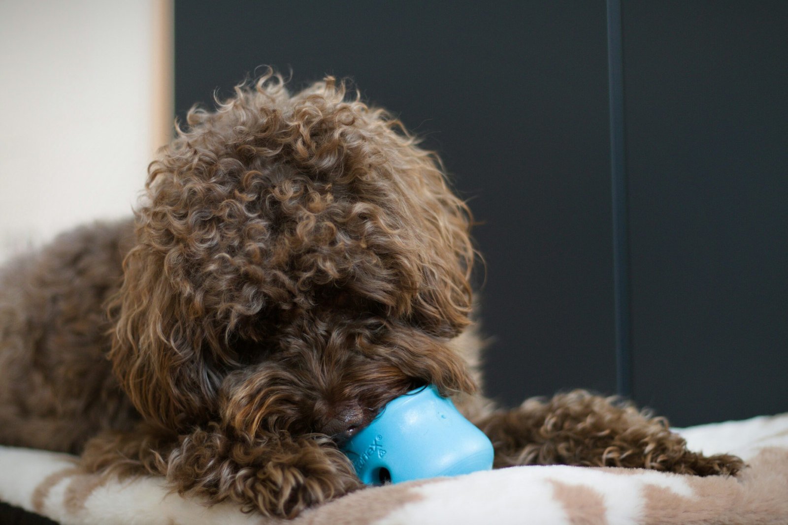 Read more about the article Best Pain Relief Chews for Senior Dogs (Top 8)