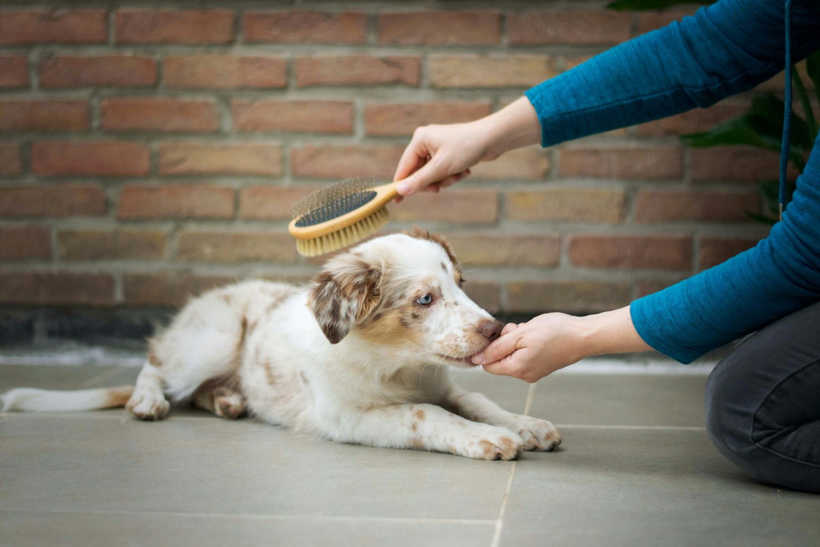 senior dog grooming