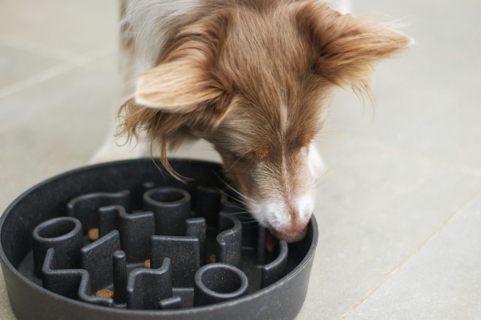 how to help a senior dog with a slow metabolism