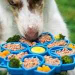 The Ultimate Guide to Dog Food Portion Size: Avoid Overfeeding or Undernourishing