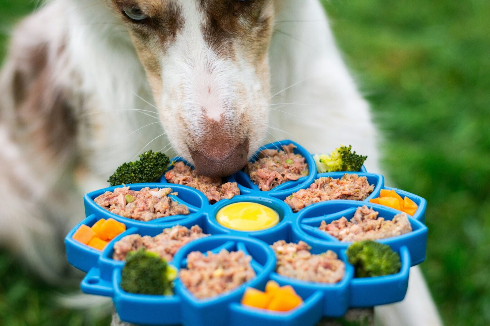 Read more about the article The Ultimate Guide to Dog Food Portion Size: Avoid Overfeeding or Undernourishing