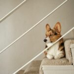 Dog Ramp vs. Dog Stairs: Pros, Cons, and Expert Tips
