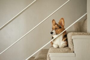 Read more about the article Dog Ramp vs. Dog Stairs: Pros, Cons, and Expert Tips