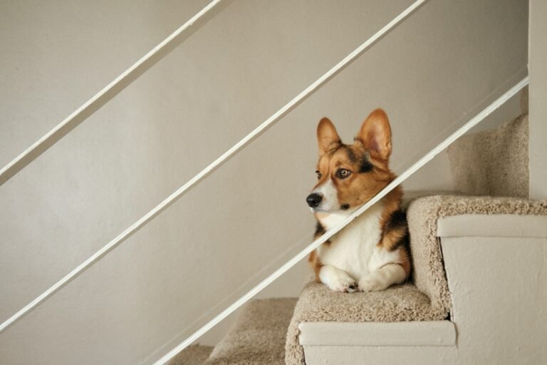 Dog Ramp vs. Dog Stairs: Pros, Cons, and Expert Tips