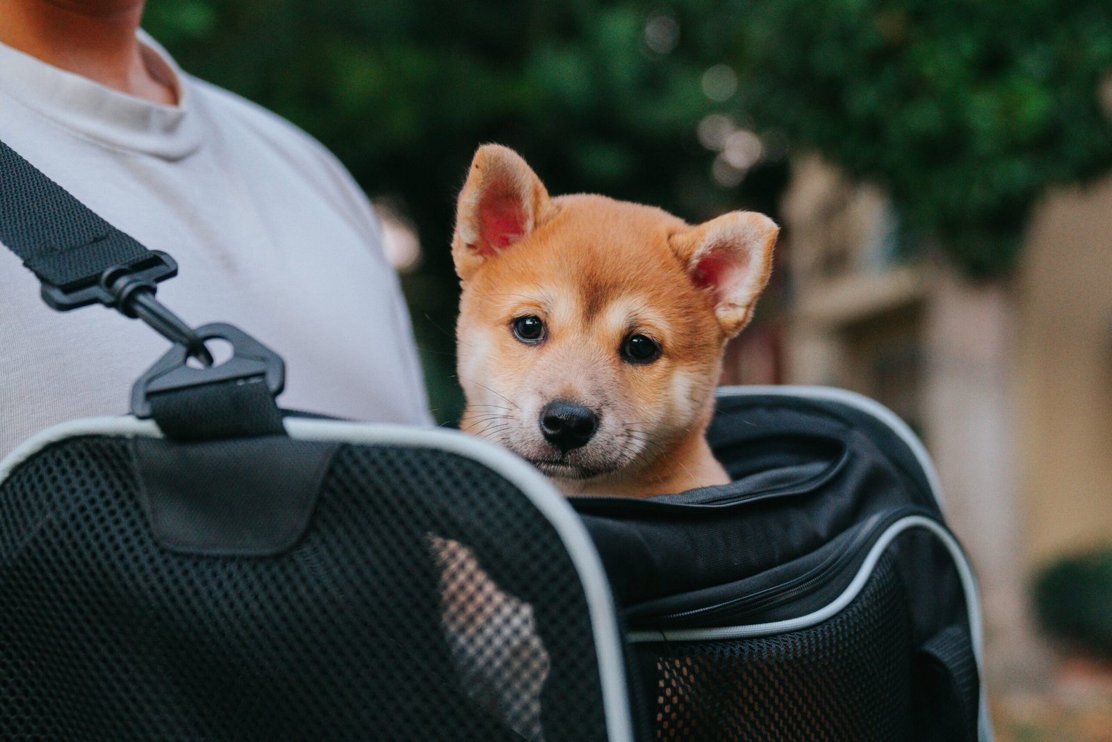 dog strollers vs. dog carriers