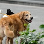 Exercise for Senior Dogs: How Much Is Enough