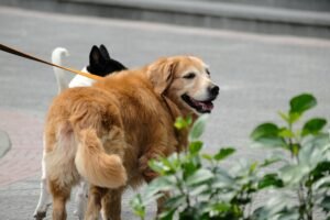 Read more about the article Exercise for Senior Dogs: How Much Is Enough