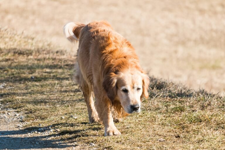 The Impact of Aging on Dog Joints: Prevention and Support for Senior Dogs