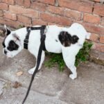 Bladder Control in Senior Dogs: Why It Happens and What to Do