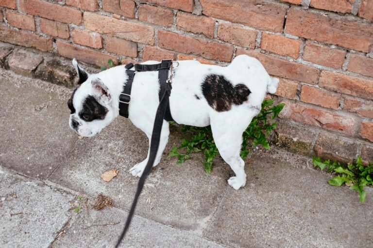 Bladder Control in Senior Dogs: Why It Happens and What to Do