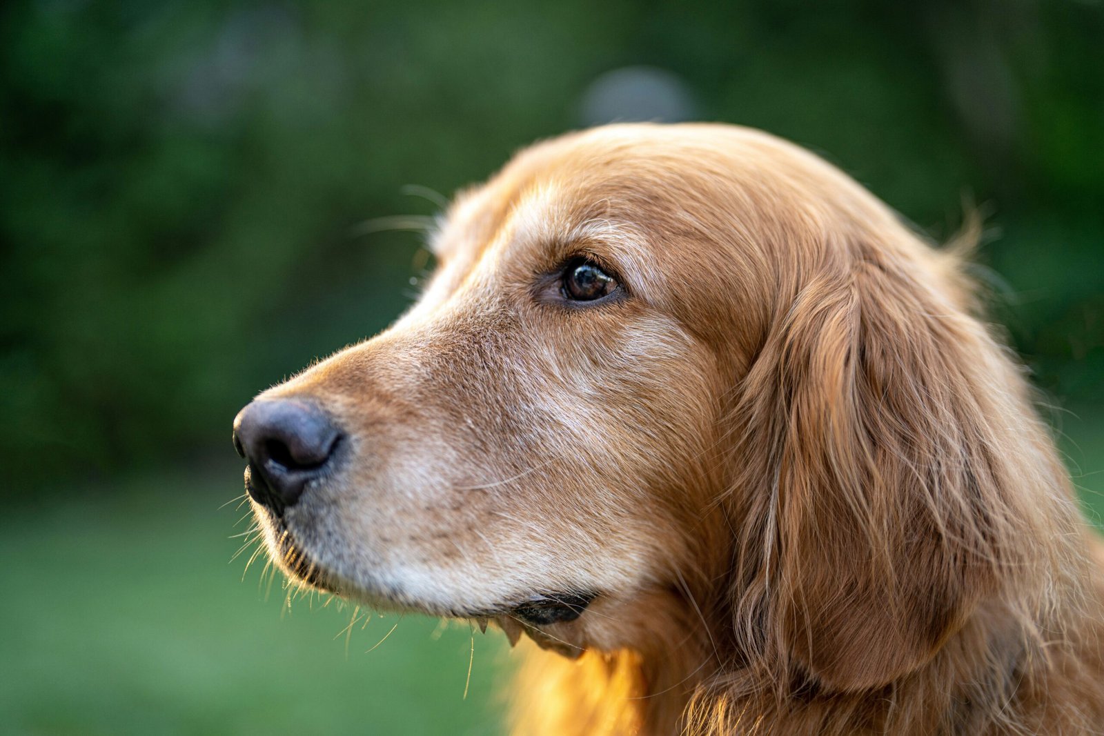 signs of dementia in senior dogs
