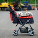 Dog Strollers vs. Dog Carriers: Which Is Best for Your Pet?