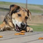 Best Dog Treats for Senior Dogs