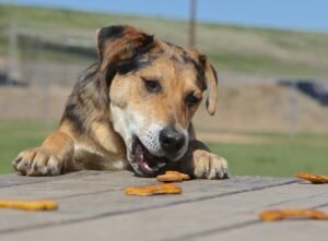Read more about the article Best Dog Treats for Senior Dogs