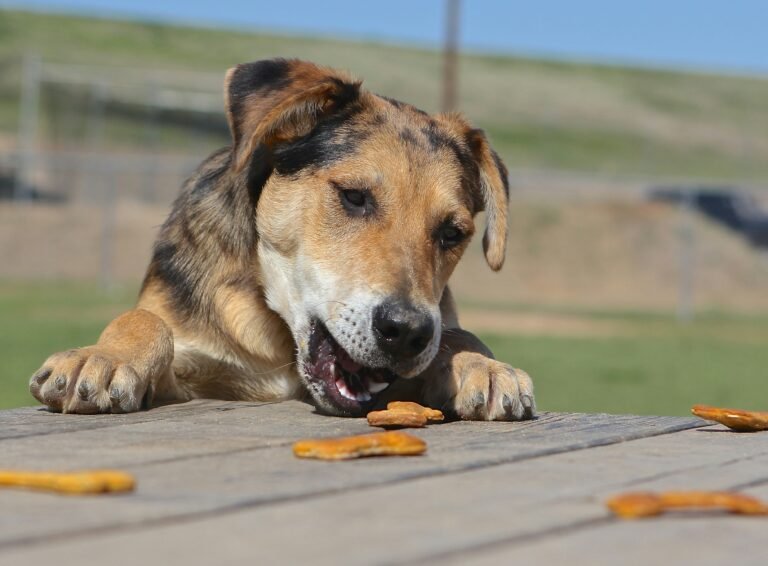 Best Dog Treats for Senior Dogs