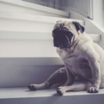 How to Train Your Dog to Use a Ramp or Stairs Safely and Confidently