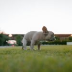 How Aging Affects Digestion in Senior Dogs: Tips to Keep Your Dog Healthy