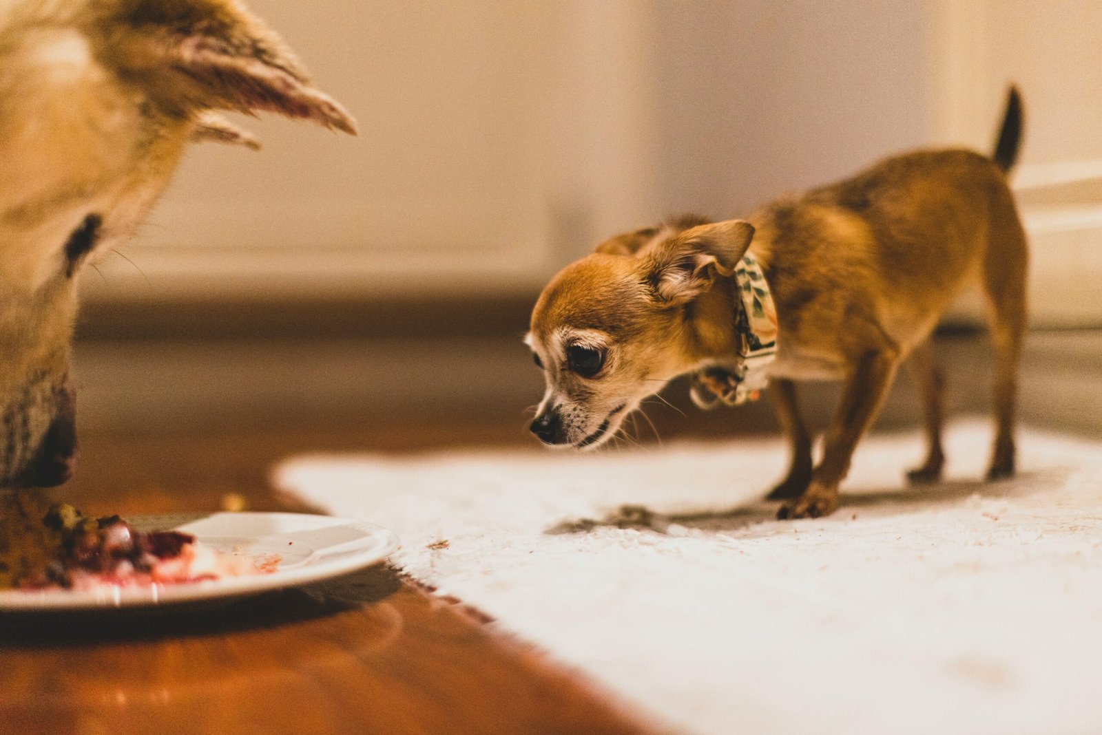 You are currently viewing The 7 Best Dog Foods for Small Senior Dogs