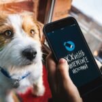 Smart vs Basic Dog Gadgets: What’s Best for Older Dogs?