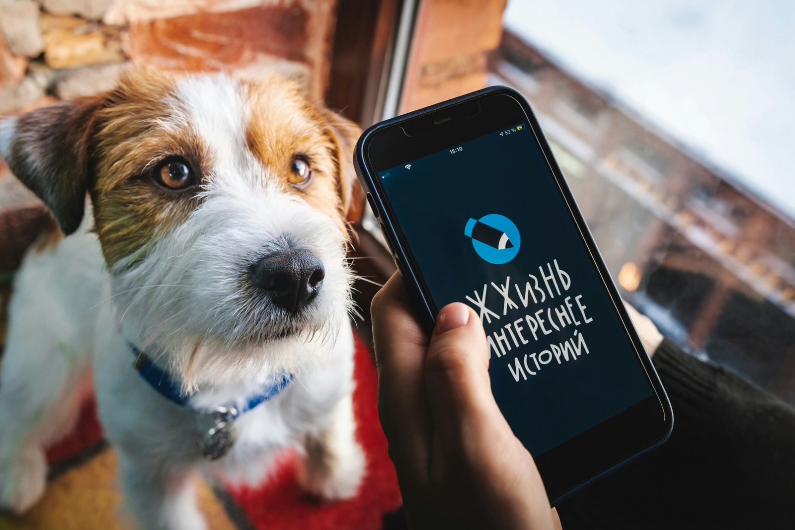 You are currently viewing Smart vs Basic Dog Gadgets: What’s Best for Older Dogs?