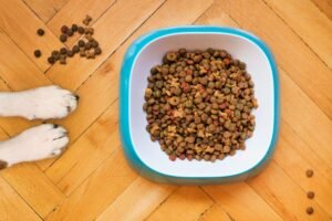Read more about the article Best Dog Food for Big Senior Dogs (2026 Picks)