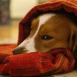 Senior Dog Anxiety: Why It Gets Worse with Age
