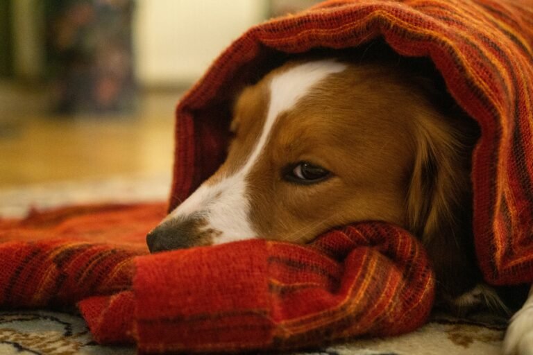 Senior Dog Anxiety: Why It Gets Worse with Age