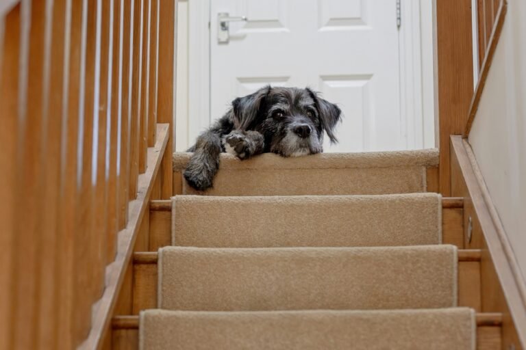 How to Create a Mobility-Friendly Home for Your Dog 101
