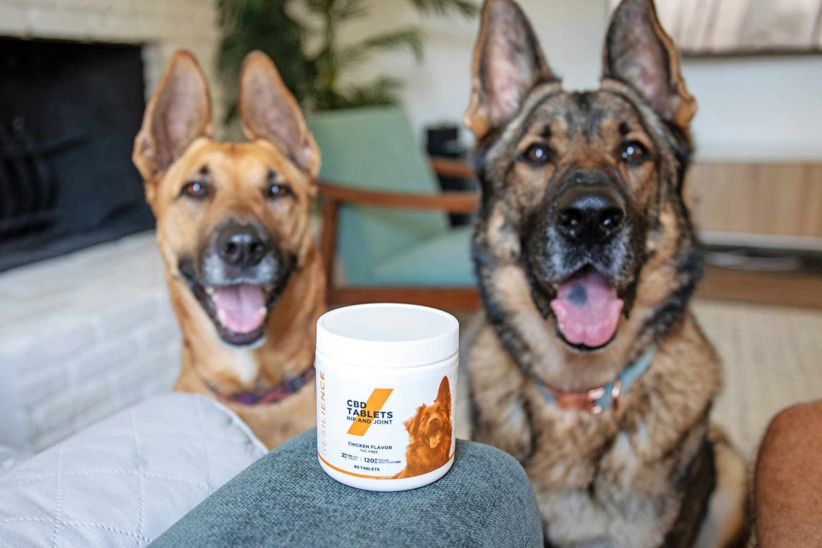 Multivitamins vs Specific Senior Dog Supplements