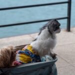 Best Senior Dog Strollers for Small, Medium, and Large Breeds