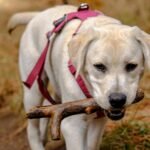 Dog Harness vs Dog Sling Explained: Find the Perfect Fit for Your Dog