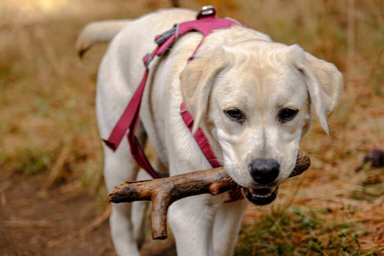 Dog Harness vs Dog Sling Explained: Find the Perfect Fit for Your Dog