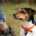 Best Health Monitor for Senior Dogs