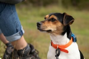 Read more about the article Best Health Monitor for Senior Dogs