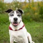 The Ultimate Guide to Joint Health & Longevity for Your Dog
