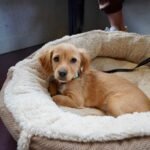 Best Orthopedic Dog Bed for Small Dogs (Top-Rated)