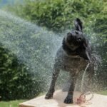 How to Keep a Senior Dog Cool in Summer