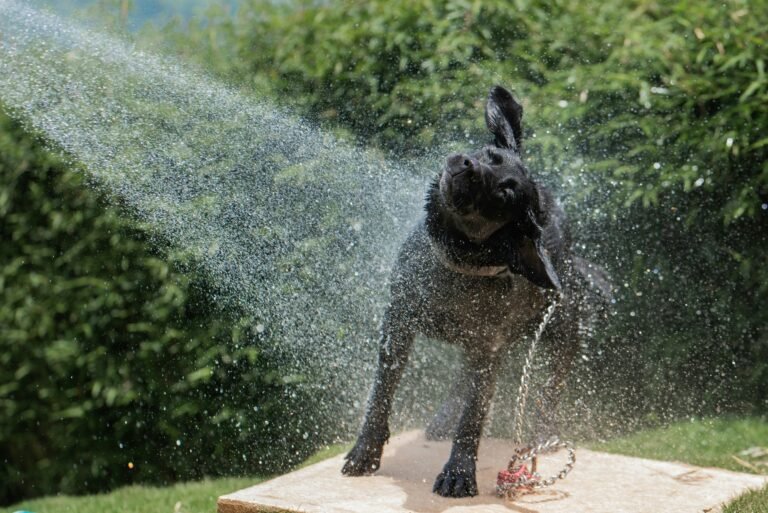 How to Keep a Senior Dog Cool in Summer