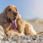 Best Cooling Mats for Dogs (2026 Guide): Tested in Extreme Heat