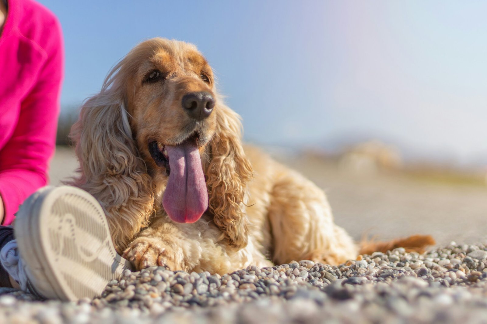 You are currently viewing Best Cooling Mats for Dogs (2026 Guide): Tested in Extreme Heat