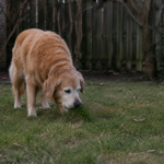 Why Does My Senior Dog Eat Grass? What It Really Means