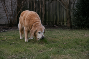Read more about the article Why Does My Senior Dog Eat Grass? What It Really Means
