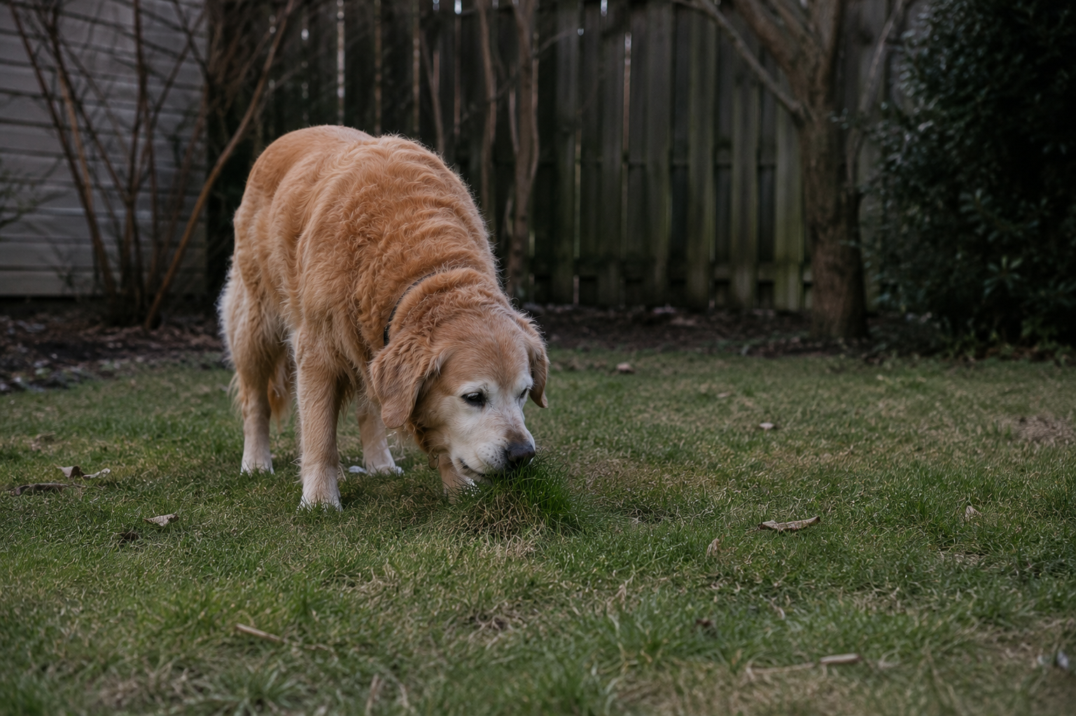 You are currently viewing Why Does My Senior Dog Eat Grass? What It Really Means