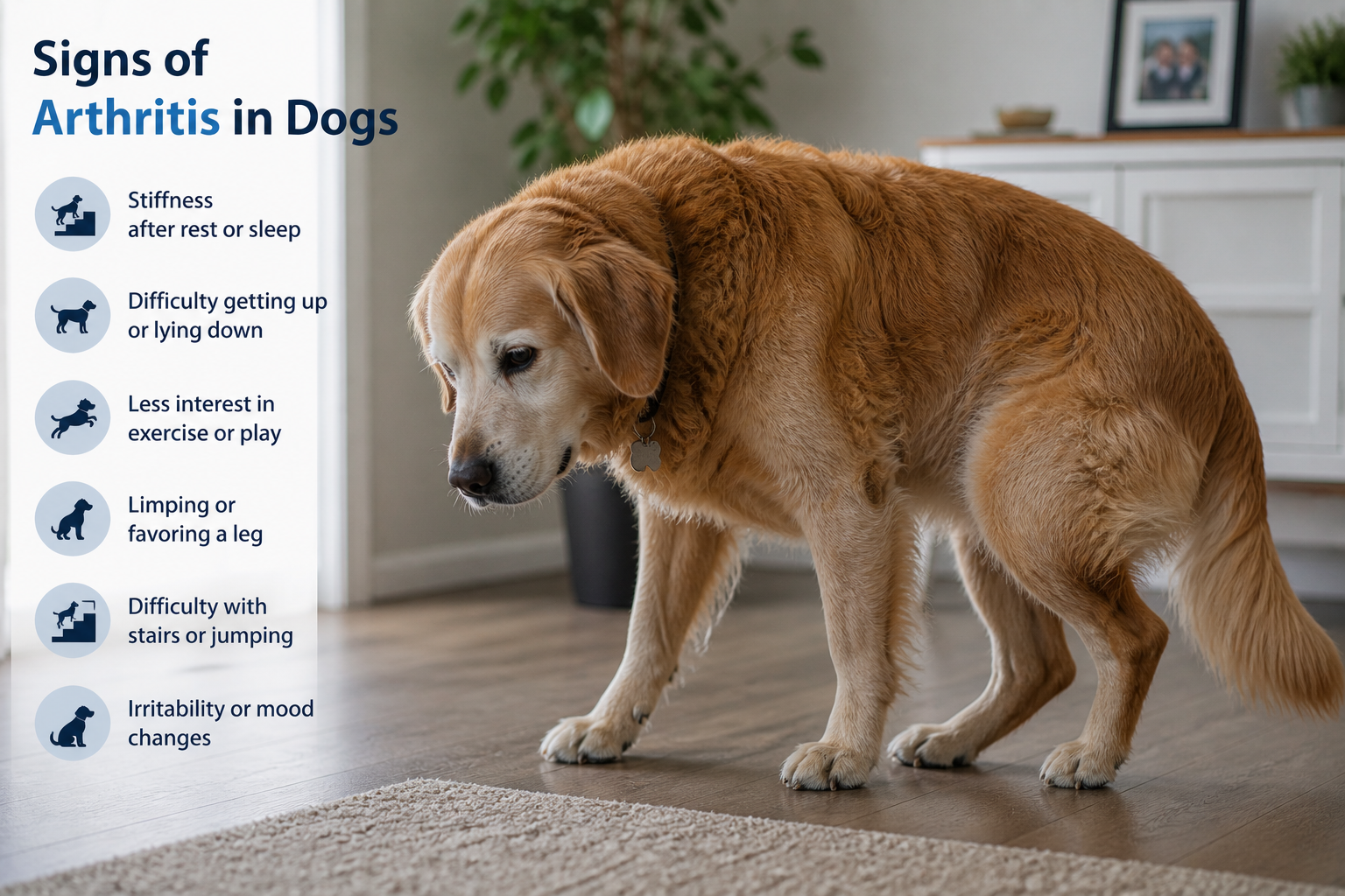 You are currently viewing Signs of Arthritis in Dogs – How to Recognize It Early
