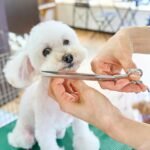 Senior Dog Grooming: The Complete Guide