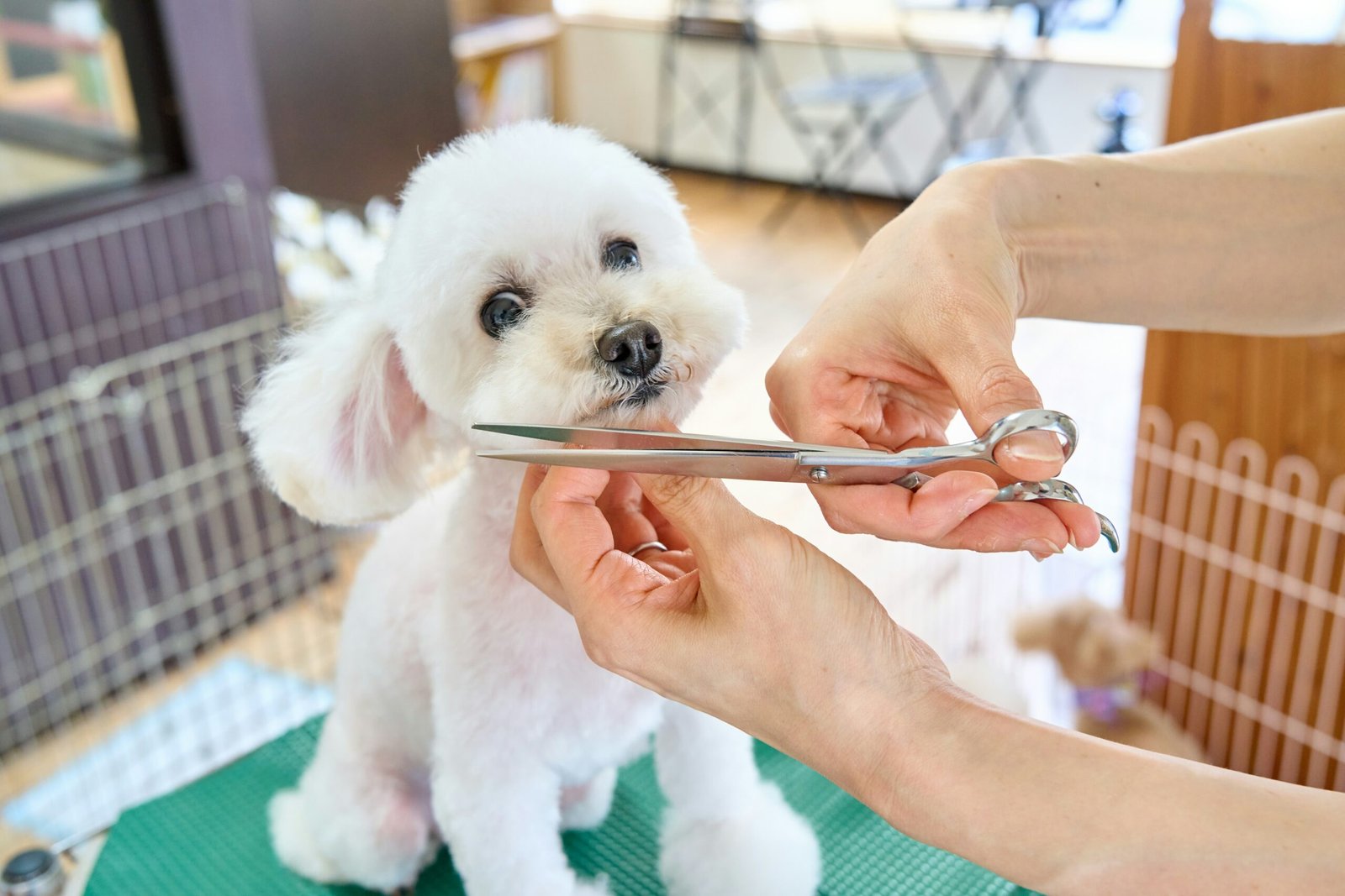 You are currently viewing Senior Dog Grooming: The Complete Guide