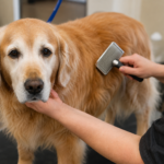 Grooming a Senior Dog: A Complete Home Guide