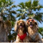 Best Cooling Products for Senior Dogs