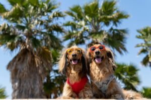 Read more about the article Best Cooling Products for Senior Dogs